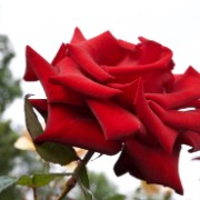 Bad Frankenhausen 2011