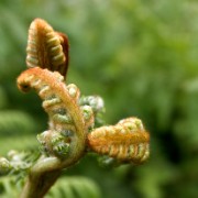 Madeira2008 CRW 5225 - Arbeitskopie 2 : madeira, portugal