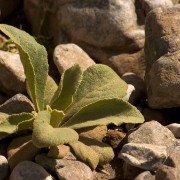 CRW 4140 : Crete, Greece, Griechenland, Holiday, Kreta, Urlaub